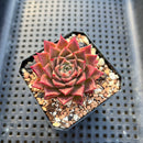 Echeveria sp. 1"-2" Succulent Plant