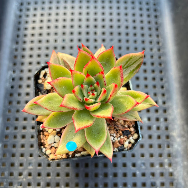 Echeveria Agavoides 'Blanco Maria' Variegated 2" Succulent Plant