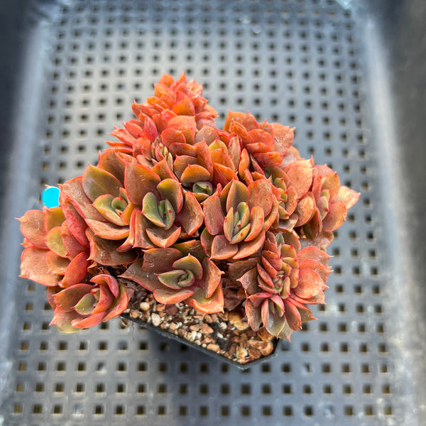 Echeveria 'Minigosaong' Crested 3" Succulent Plant