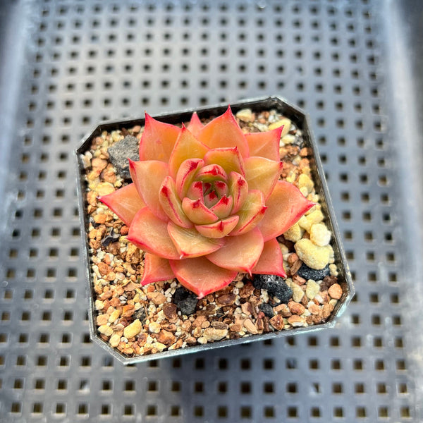 Echeveria Hybrid sp. 1"-2" Seed-Grown Unique Individual Succulent Plant