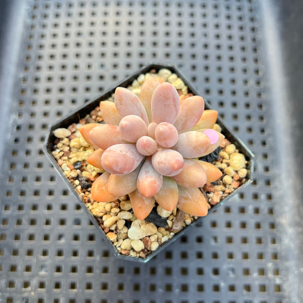 Pachyphytum 'Pink Lover' 2” Succulent Plant