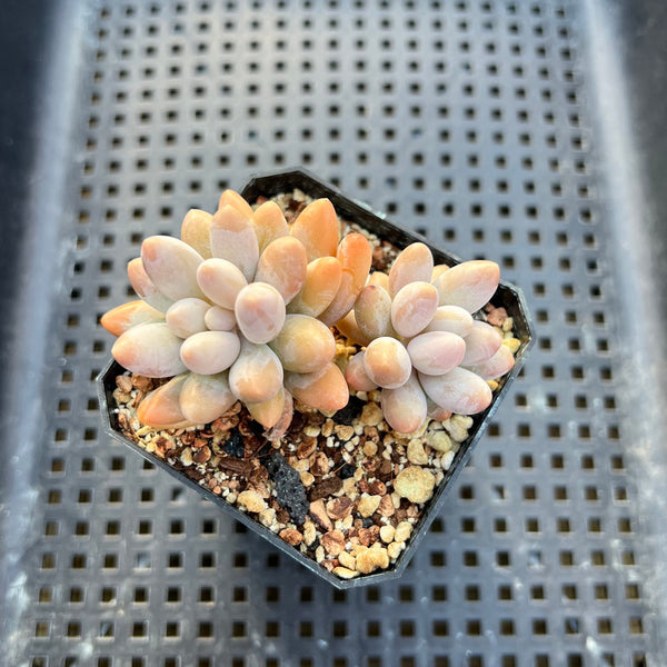 Pachyphytum 'Pink Lover' 2” Succulent Plant