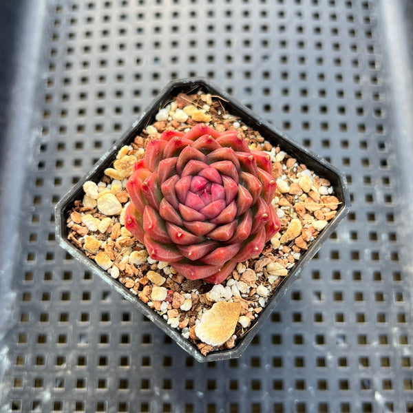 Echeveria sp. 2" Succulent Plant