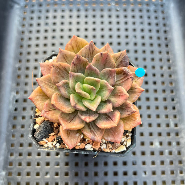 Echeveria 'Silver Prince' Variegated 2" Succulent Plant