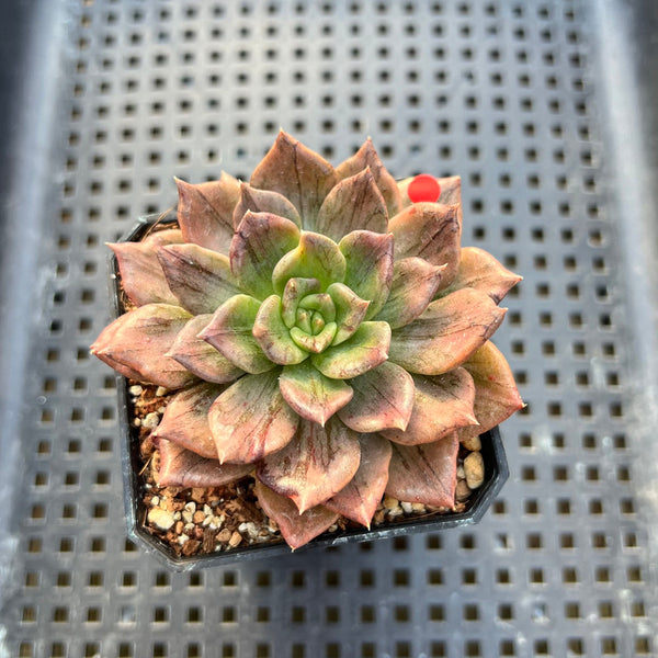 Echeveria 'Silver Prince' Variegated 2" Succulent Plant