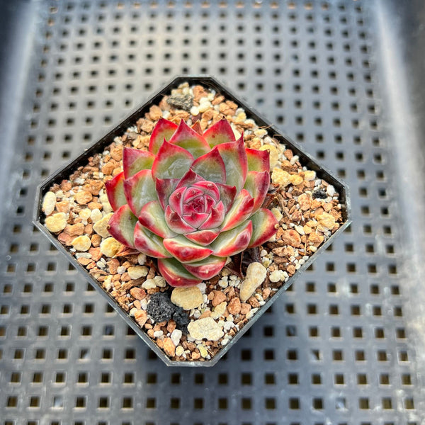 Echeveria sp. 2" Succulent Plant