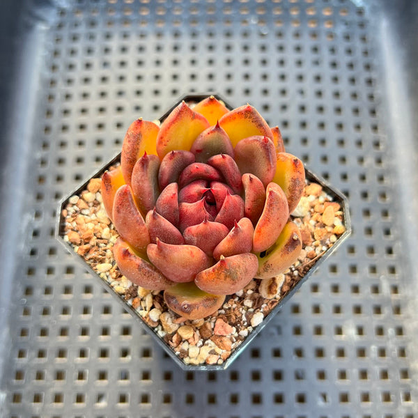 Echeveria Agavoides 'Red Crystal' 2"-3" Succulent Plant