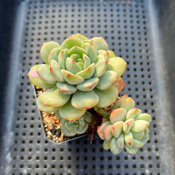 Sedeveria 'Pudgy' 2" Succulent Plant