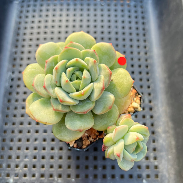 Sedeveria 'Pudgy' 2" Succulent Plant