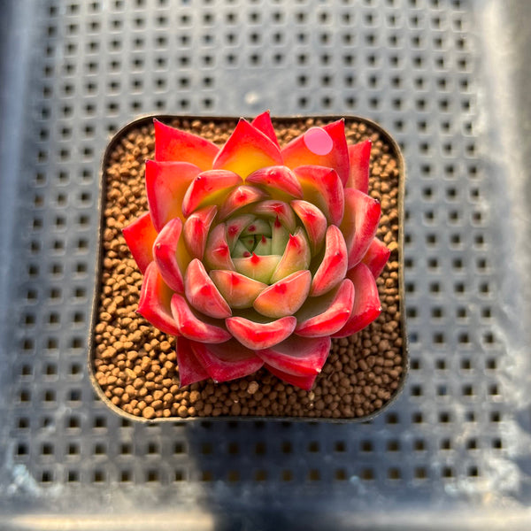 Echeveria 'Bonfire' 2" Succulent Plant Cutting