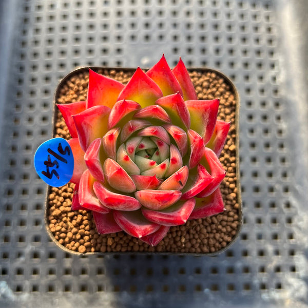 Echeveria 'Bonfire' 2" Succulent Plant Cutting