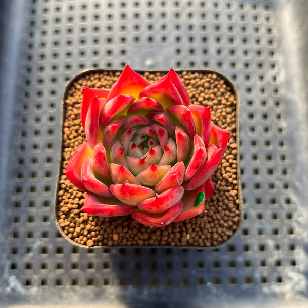 Echeveria 'Bonfire' 2" Succulent Plant Cutting