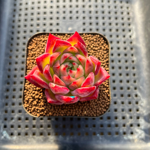 Echeveria 'Bonfire' 2" Succulent Plant Cutting