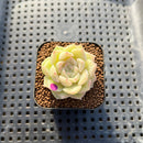 Echeveria 'White Swan' 1" Succulent Plant Cutting