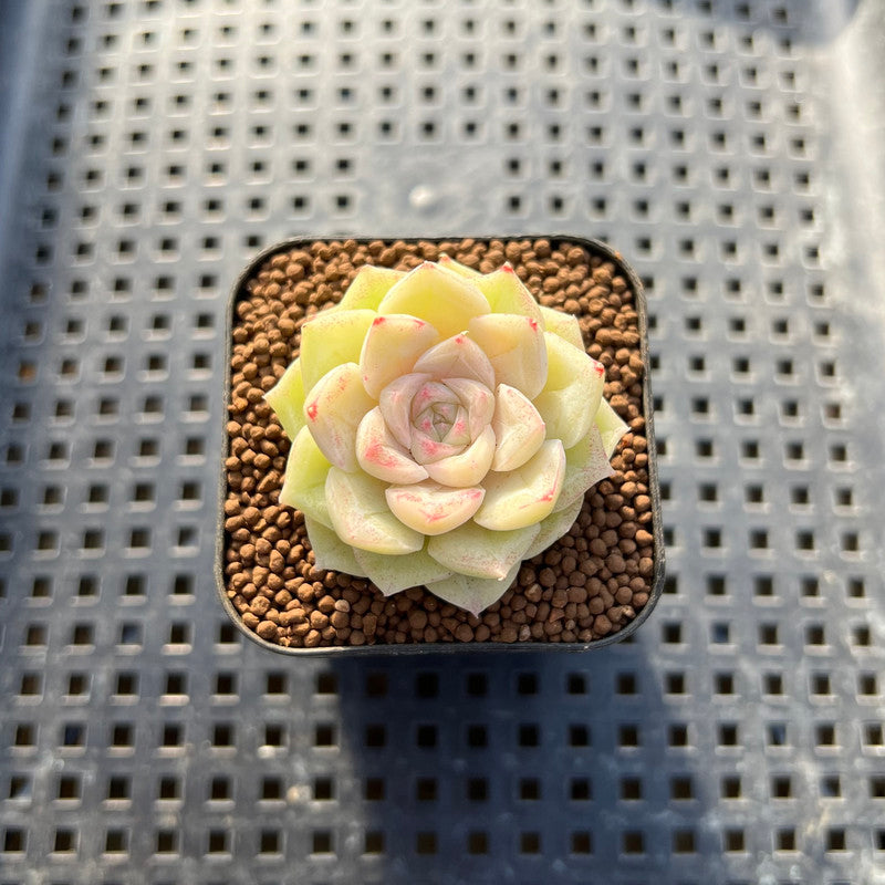 Echeveria 'White Swan' 1" Succulent Plant Cutting