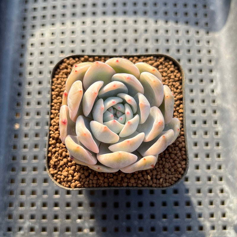 Echeveria 'Orange Monroe' Variegated 2" Succulent Plant Cutting