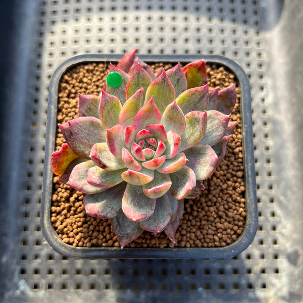 Echeveria 'Forte' Variegated 2" Succulent Plant Cutting