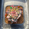 Echeveria 'Forte' Variegated 2" Succulent Plant Cutting