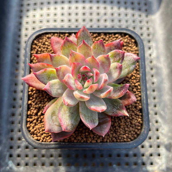 Echeveria 'Forte' Variegated 2" Succulent Plant Cutting