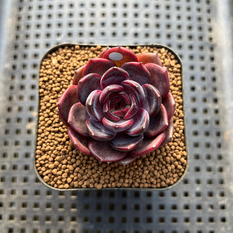 Echeveria 'Black Pink' 2" Succulent Plant Cutting