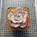 Echeveria ‘Mongsili’ 2” Succulent Plant Cutting