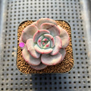 Echeveria ‘Mongsili’ 2” Succulent Plant Cutting