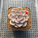 Echeveria ‘Mongsili’ 2” Succulent Plant Cutting