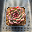 Echeveria 'Desert Fox' New Hybrid 2" Succulent Plant Cutting