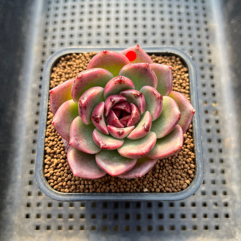 Echeveria 'Desert Fox' New Hybrid 2" Succulent Plant Cutting