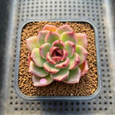 Echeveria 'Desert Fox' New Hybrid 2" Succulent Plant Cutting