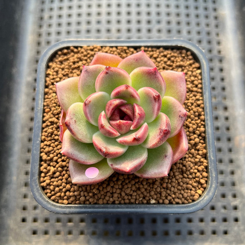 Echeveria 'Desert Fox' New Hybrid 2" Succulent Plant Cutting