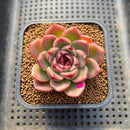 Echeveria 'Desert Fox' New Hybrid 2" Succulent Plant Cutting