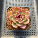 Echeveria 'Desert Fox' New Hybrid 2" Succulent Plant Cutting