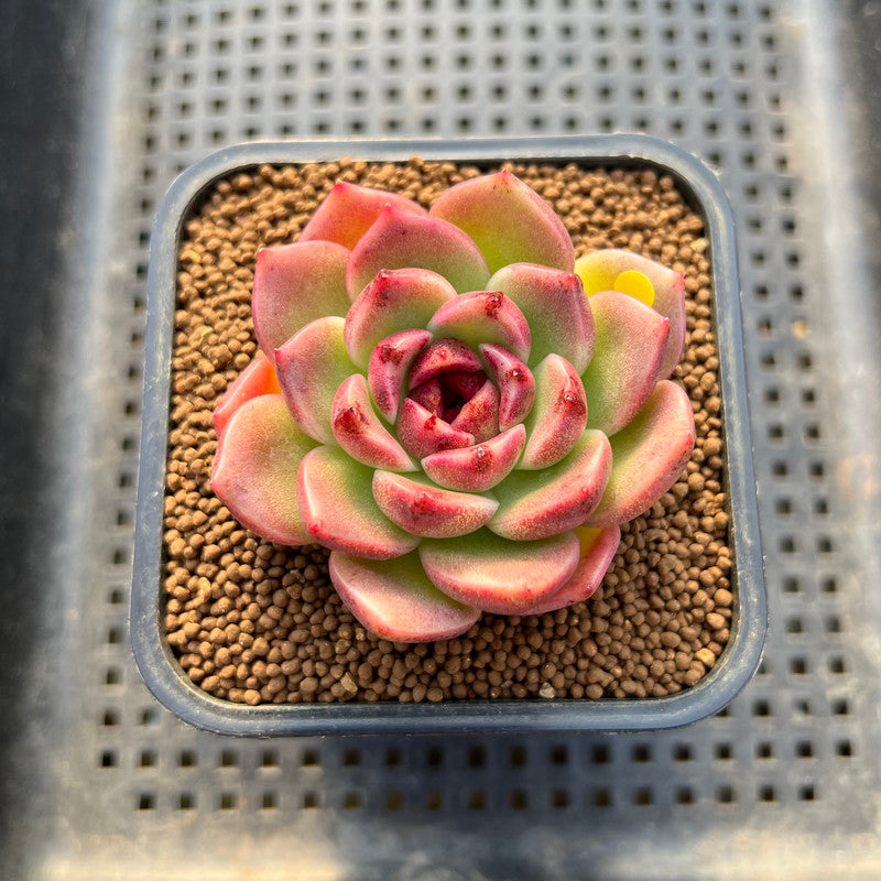 Echeveria 'Desert Fox' New Hybrid 2" Succulent Plant Cutting