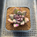 Echeveria 'Mirabelle' 2" New Hybrid Succulent Plant Cutting