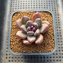 Echeveria 'Mirabelle' 2" New Hybrid Succulent Plant Cutting