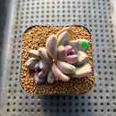 Echeveria 'Mirabelle' 2" New Hybrid Succulent Plant Cutting