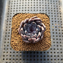 Echeveria 'Black Pearl' 1"-2" Succulent Plant Cutting