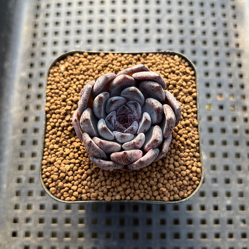 Echeveria 'Black Pearl' 1"-2" Succulent Plant Cutting