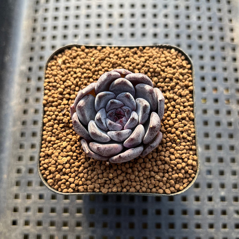 Echeveria 'Black Pearl' 1"-2" Succulent Plant Cutting