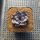 Echeveria 'Black Pearl' 1"-2" Succulent Plant Cutting