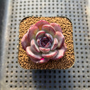 Echeveria 'Odette' 2" Succulent Plant Cutting