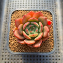 Echeveria 'Monello' 2" Succulent Plant Cutting