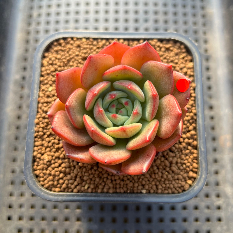 Echeveria 'Monello' 2" Succulent Plant Cutting