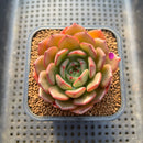 Echeveria 'Monello' 2" Succulent Plant Cutting