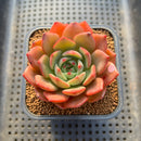 Echeveria 'Monello' 2" Succulent Plant Cutting