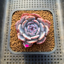 Echeveria 'Horizon' 2" Succulent Plant Cutting