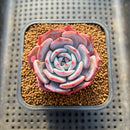 Echeveria 'Horizon' 2" Succulent Plant Cutting