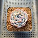 Echeveria 'Heart Emotion' 2" Succulent Plant Cutting