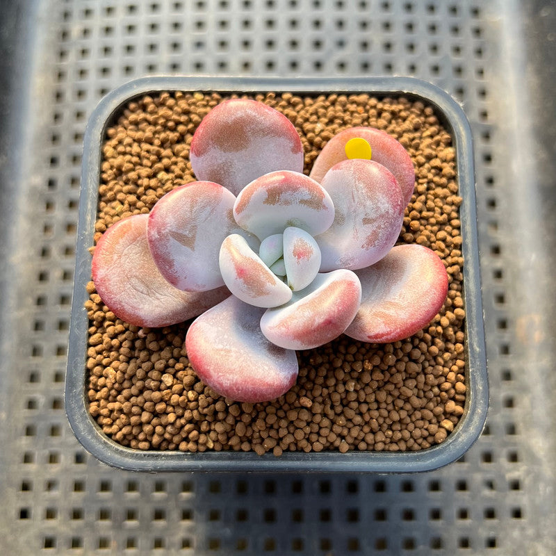 Graptoveria 'Lalla' 2" Succulent Plant Cutting